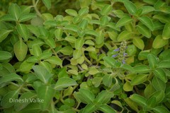 Plectranthus barbatus